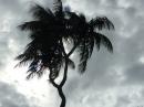The three-headed coconut tree on Tongatapu June 2017